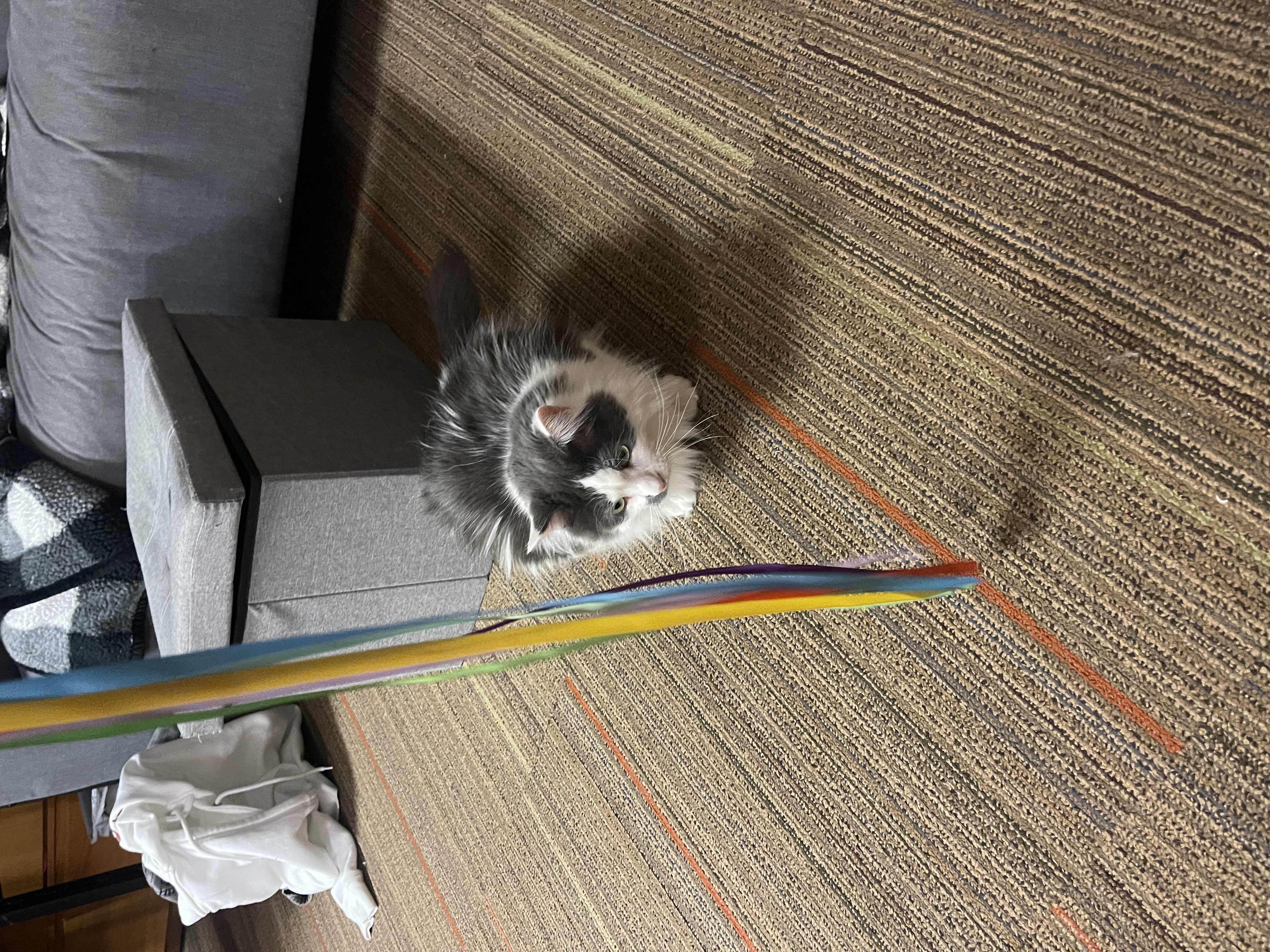 Cosmo on the prawl